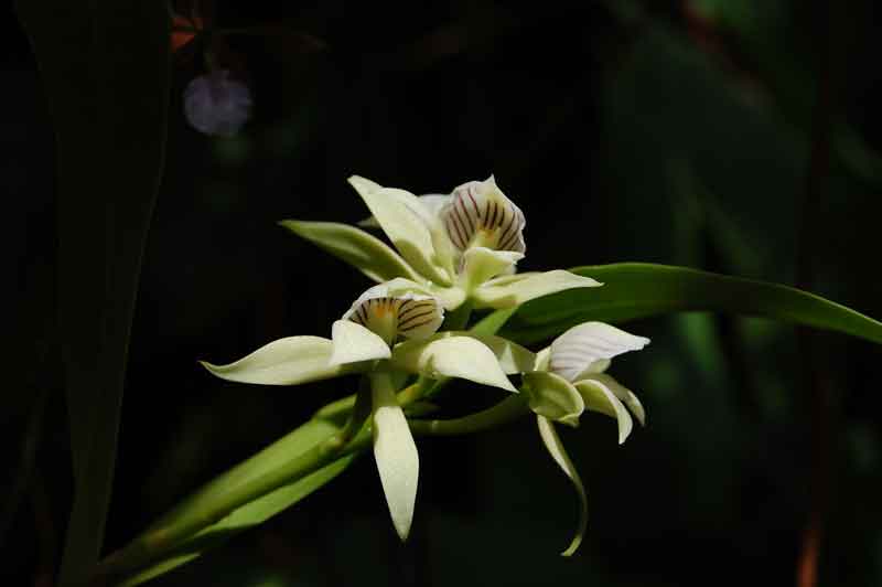 Unknown flower